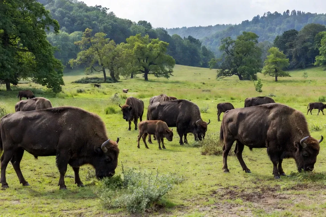 Troupeau de bisons d'Europe paissant dans une réserve naturelle des Ardennes belges