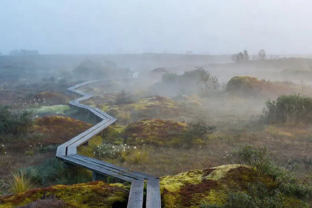 Paysage de tourbière des Hautes Fagnes avec sentier de bois traversant la lande brumeuse