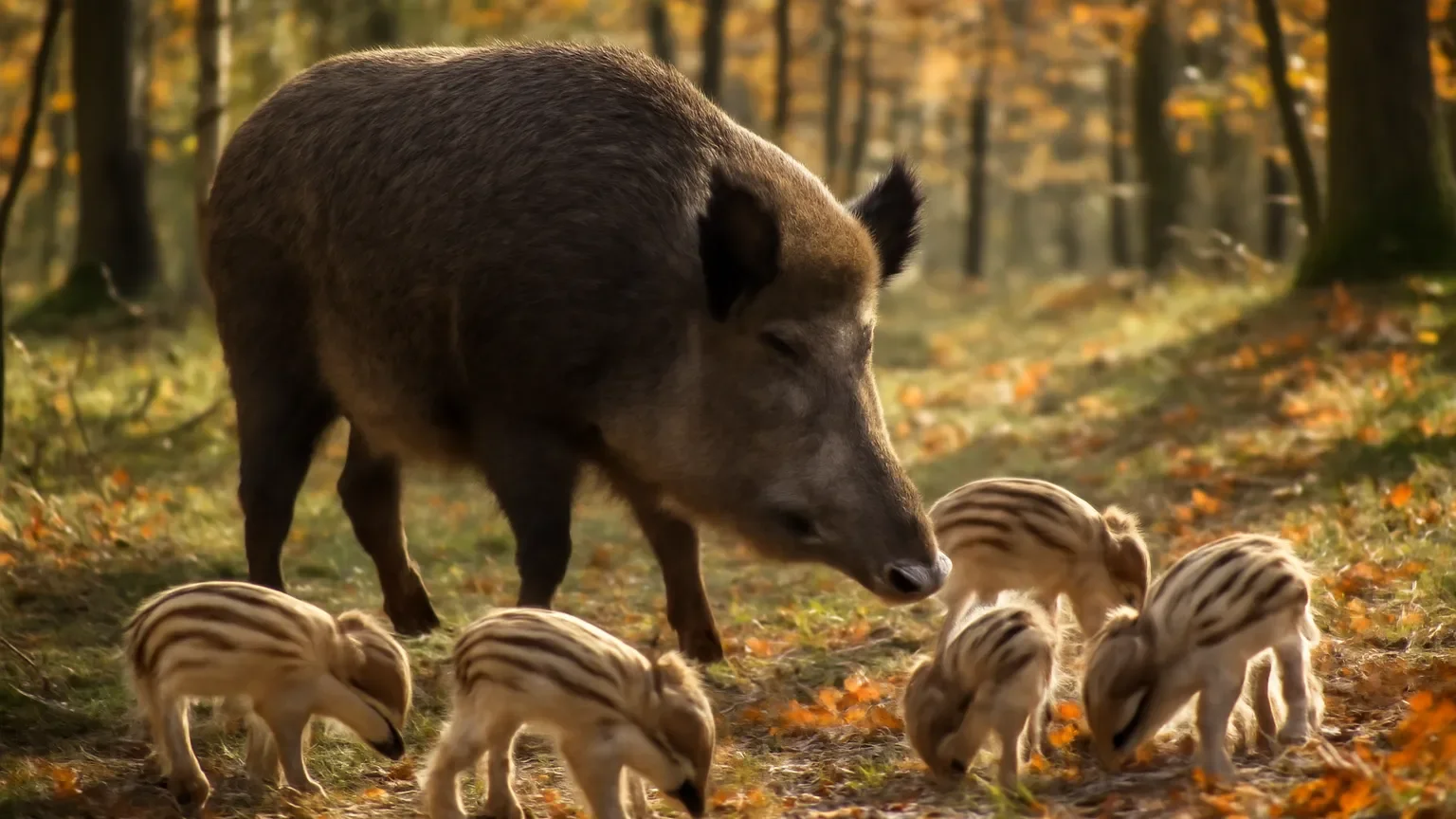 Le sanglier dans les Ardennes belges : biologie, prolifération et gestion des dégâts